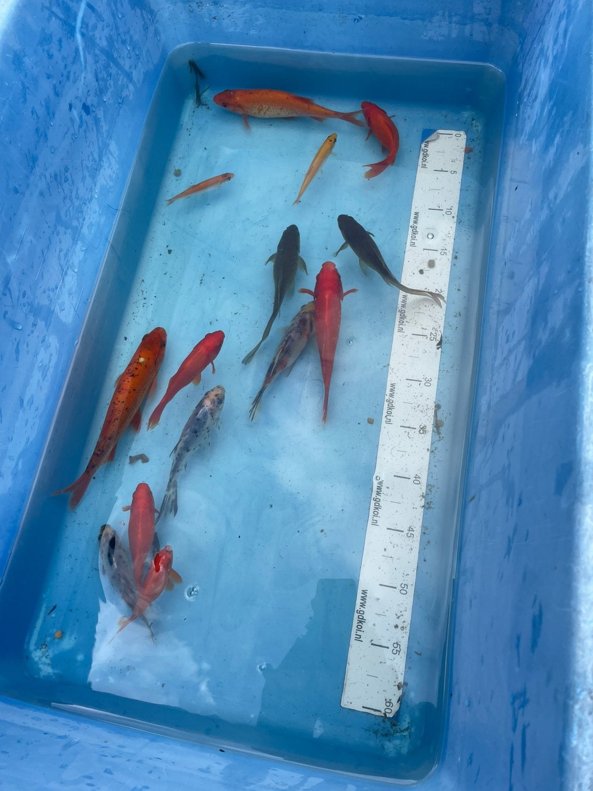 Diverse vissen 12-20 cm, Dieren en Toebehoren, Goudvis(sen)