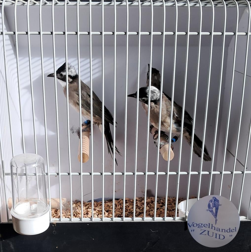 1-0 chinese buulbuuls, Dieren en Toebehoren, Meerdere dieren, Tropenvogel, Geringd