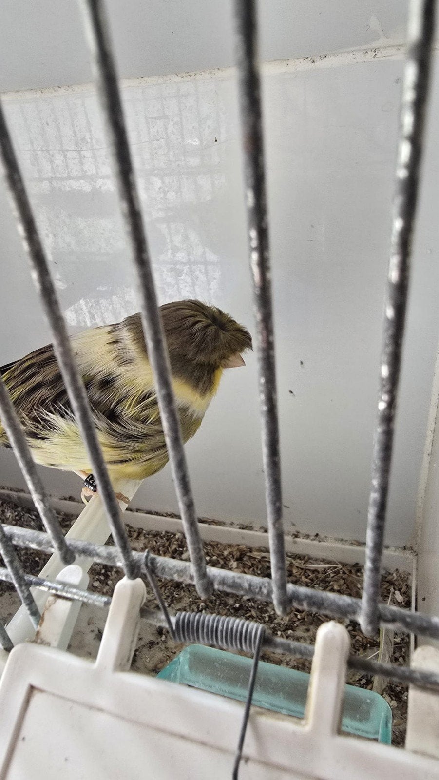 Kanarie gloster man, Dieren en Toebehoren, Vogels | Kanaries, Mannelijk, Postuurkanarie