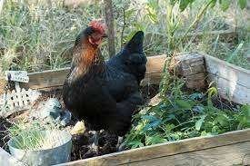 MARANS KIPPEN..................., Vrouwelijk, Kip
