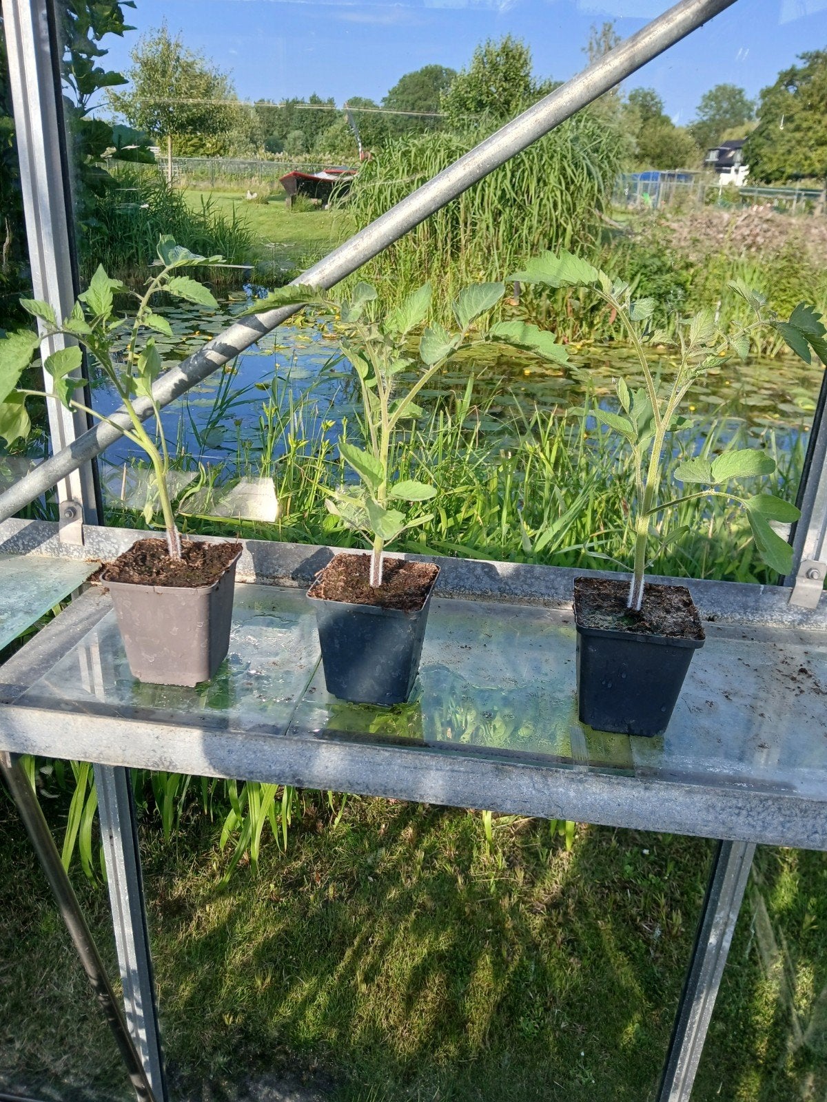 3 x tomaten plant, Ophalen, Nieuw, Tak, Plant, Rots of Steen