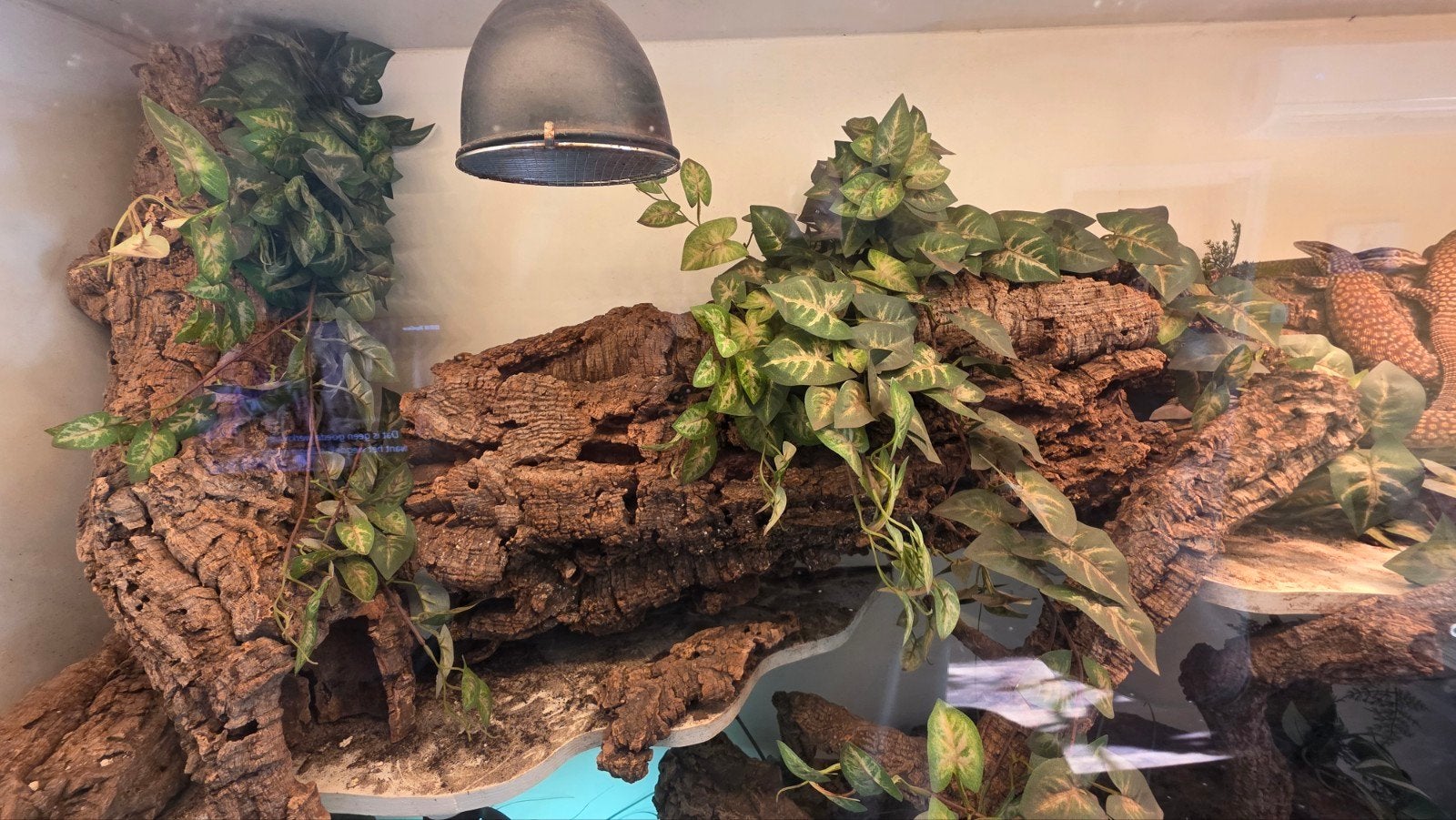Varanus Acanthurus  5x inclusief Terrarium Monitor Lizard photo 15