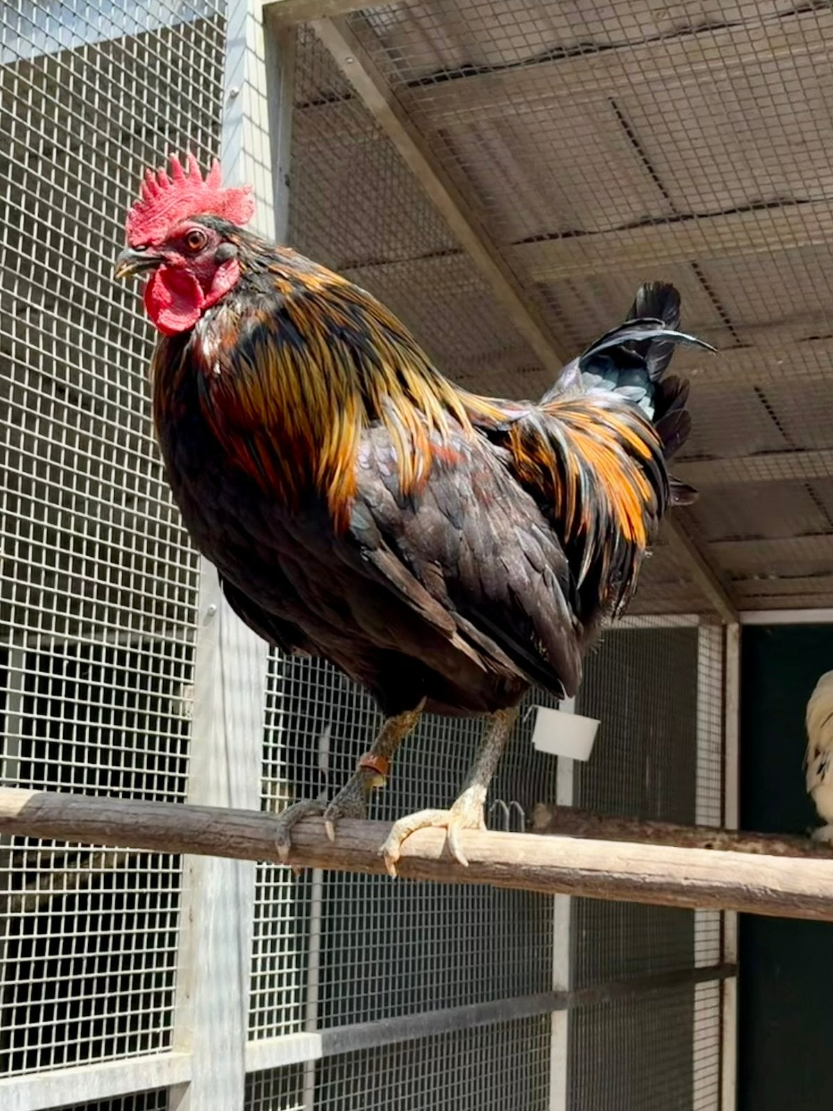 Loyd, leuke haan, Dieren en Toebehoren, Pluimvee, Kip, Mannelijk