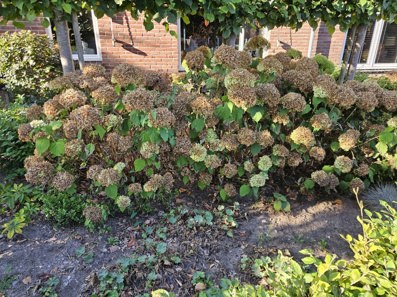 11 hortensia's Annabelle  (Hydrangea), Vaste plant, Halfschaduw, Zomer, Ophalen