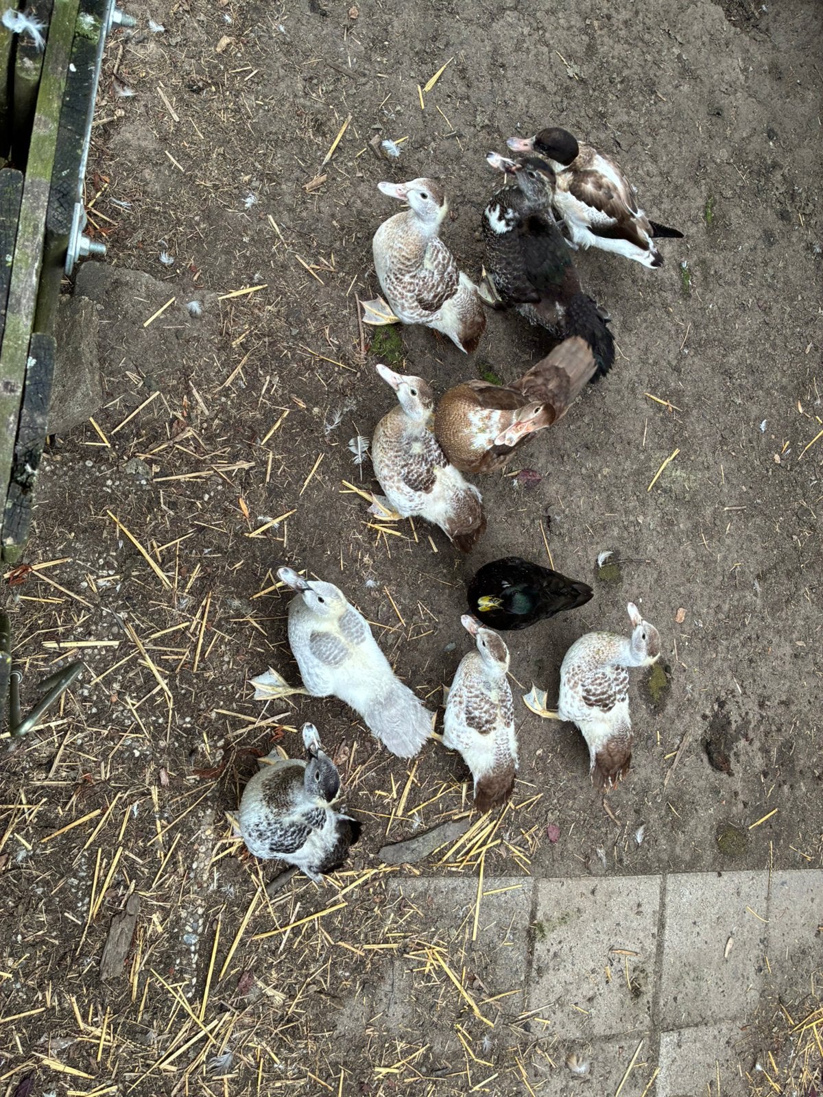 Kaapse eenden te koop, Dieren en Toebehoren, Meerdere dieren, Eend