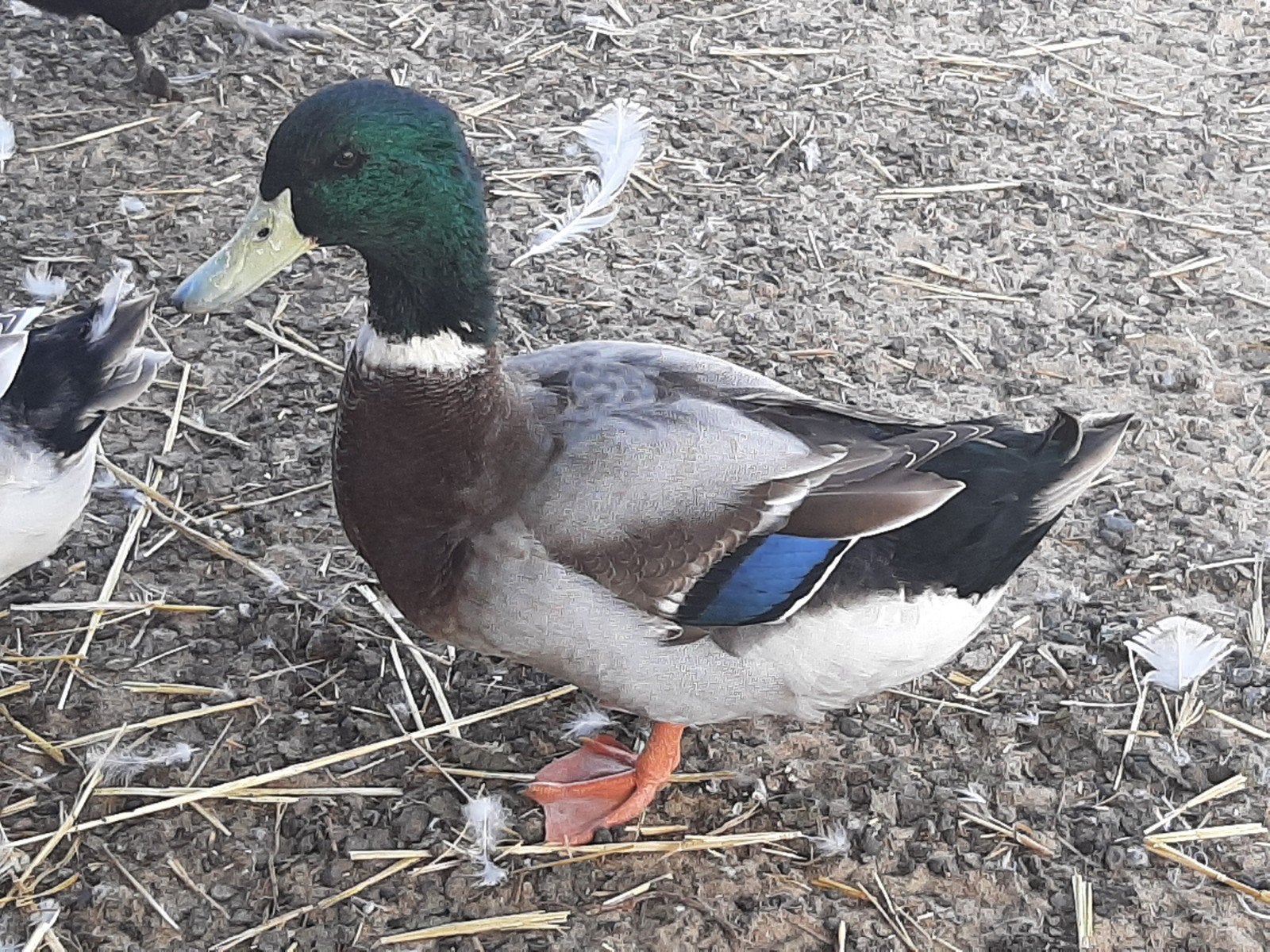 Rouaan eenden, Dieren en Toebehoren