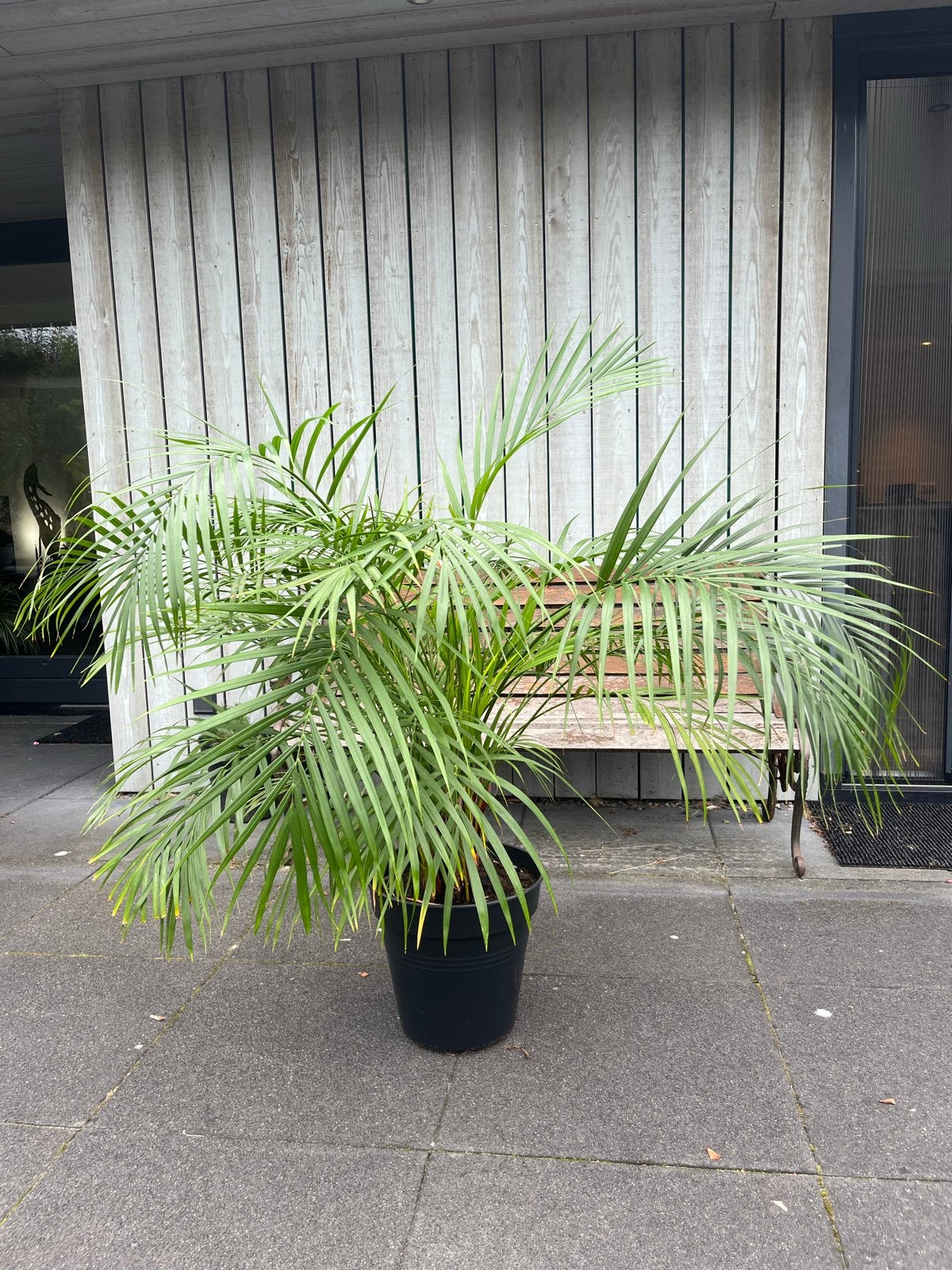 Grote Areca palm, Huis en Inrichting, Ophalen, 100 tot 150 cm, Palm, Halfschaduw