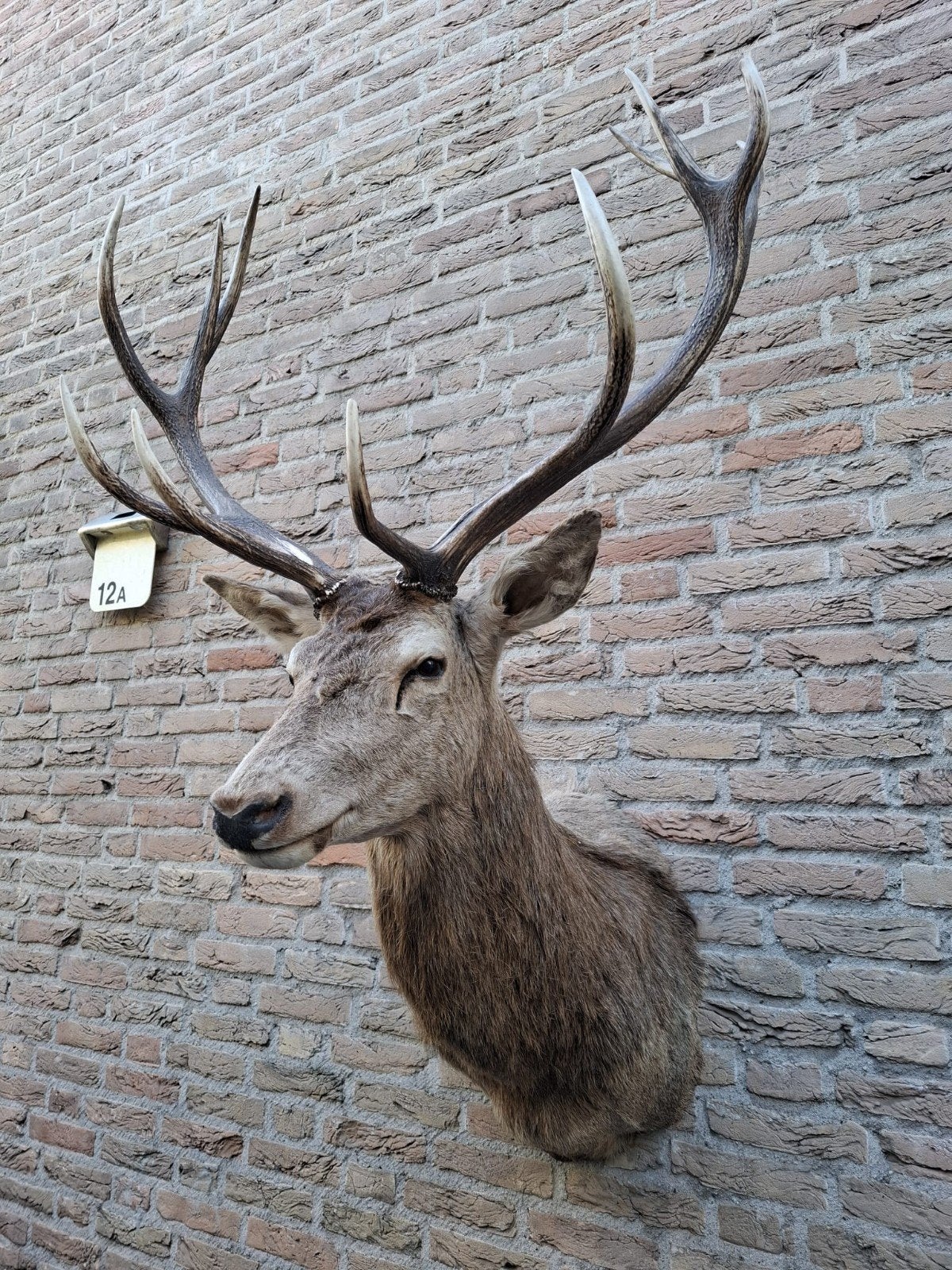 opgezette kop edelhert taxidermy schedel jacht gewei hert, Verzamelen, Ophalen, Hert, Gewei of Kop
