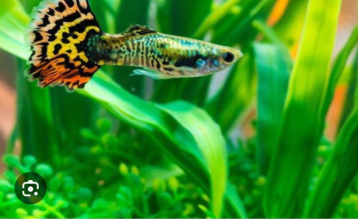 Guppen, Dieren en Toebehoren, Vis, Zoetwatervis