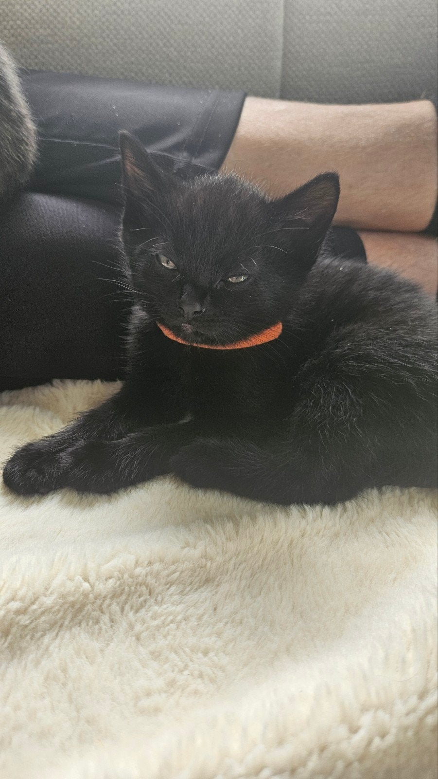 2 zwarte kittens te koop, 0 tot 2 jaar