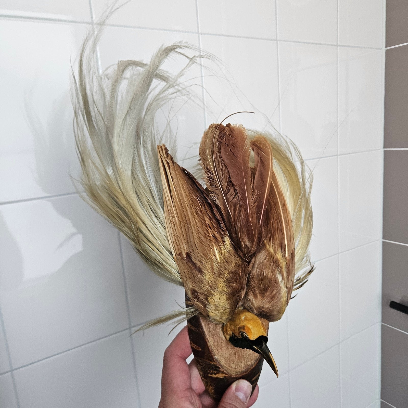 Opgezette kleine paradijsvogel opgezet taxidermie taxidermy, Ophalen of Verzenden, Gebruikt, Vogel, Opgezet dier