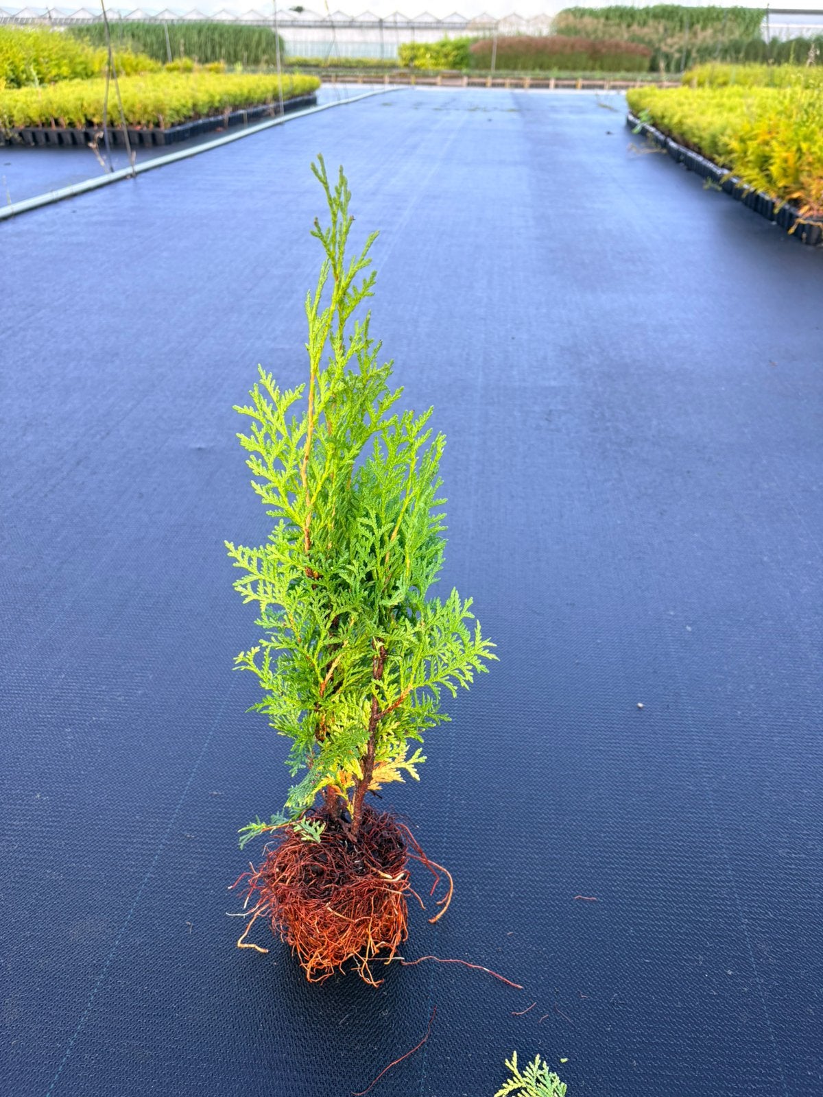 Haag / heg conifeer Thuja occidentalis, Tuin en Terras, Ophalen of Verzenden, Bloeit niet, Overige soorten, Volle zon