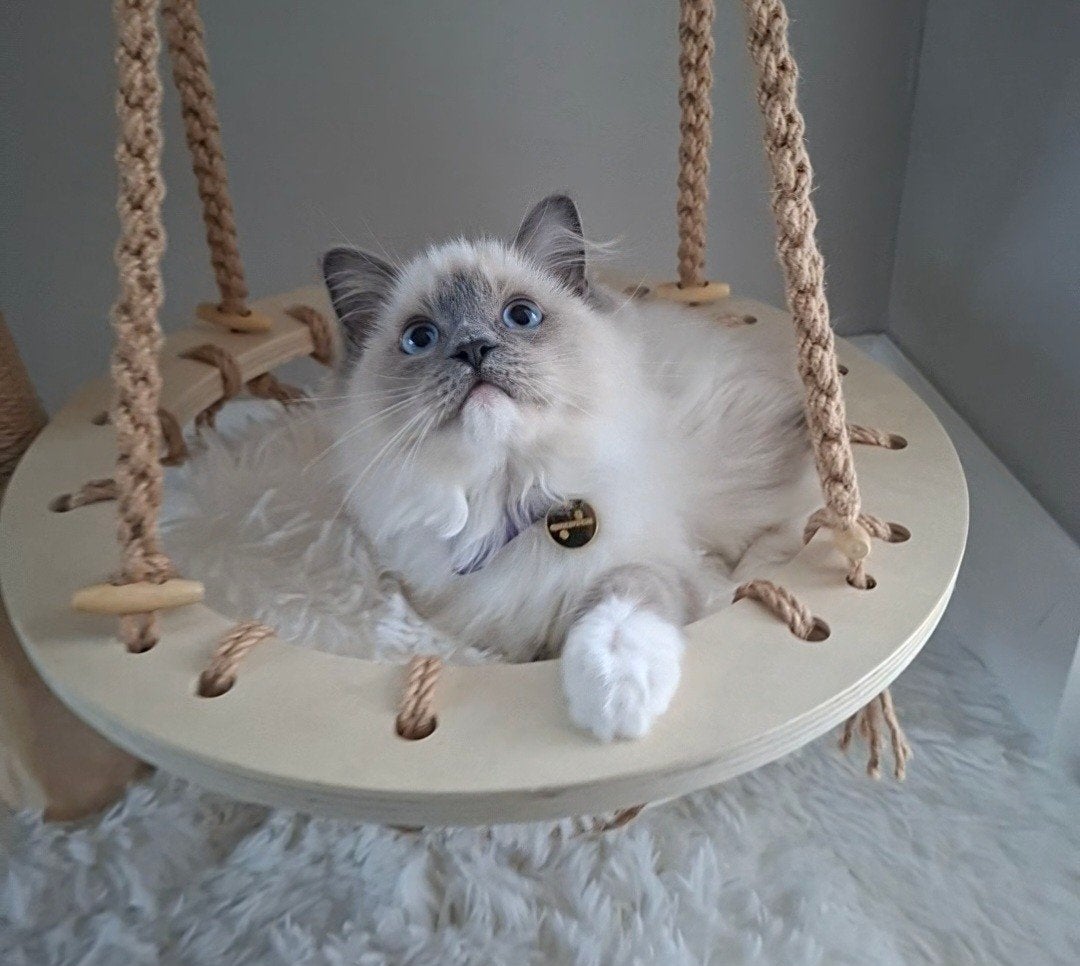 raszuivere Ragdoll Blue mitted kitten met stamboom PG vrij, Poes, Met stamboom, 0 tot 2 jaar