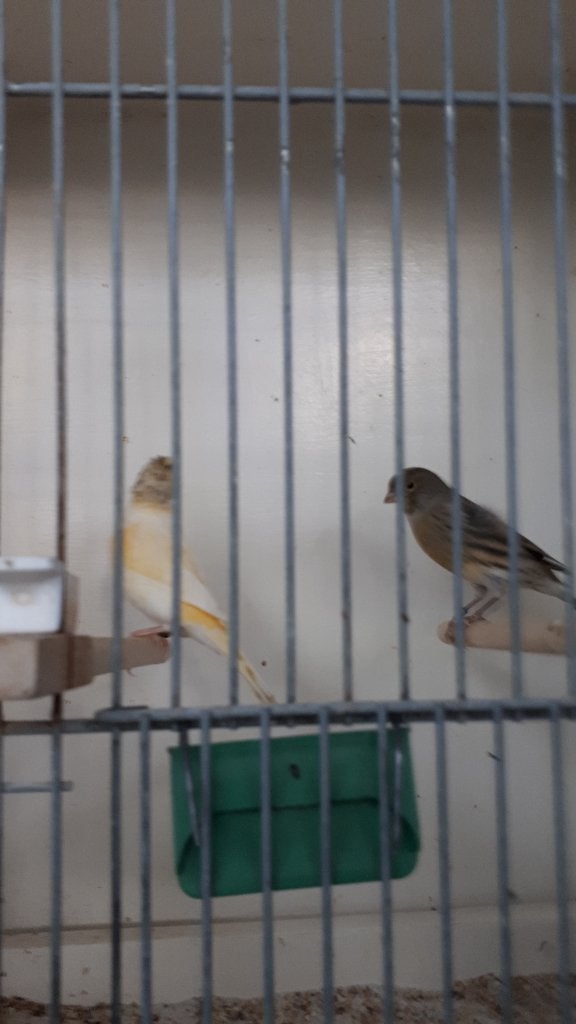 Stel kanaries, Meerdere dieren, Kleurkanarie