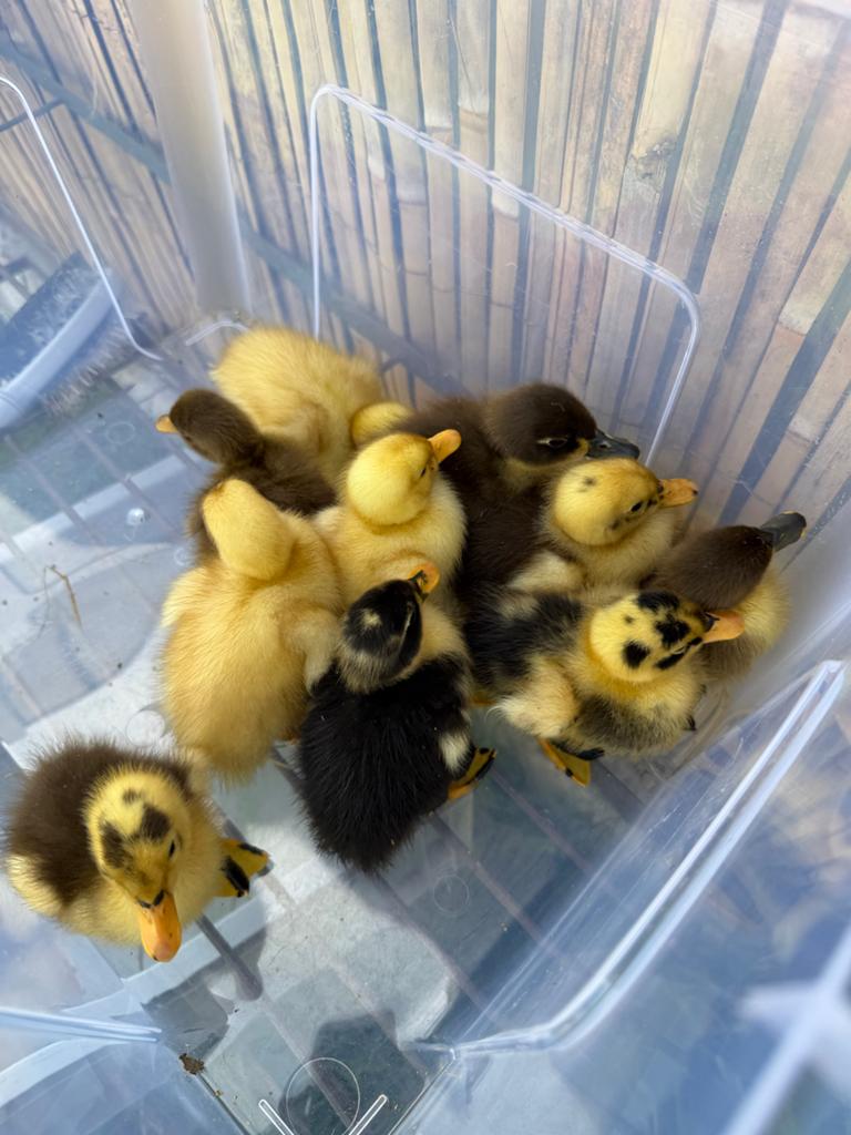 Loopeendjes kuikens, Dieren en Toebehoren, Pluimvee, Geslacht onbekend, Eend
