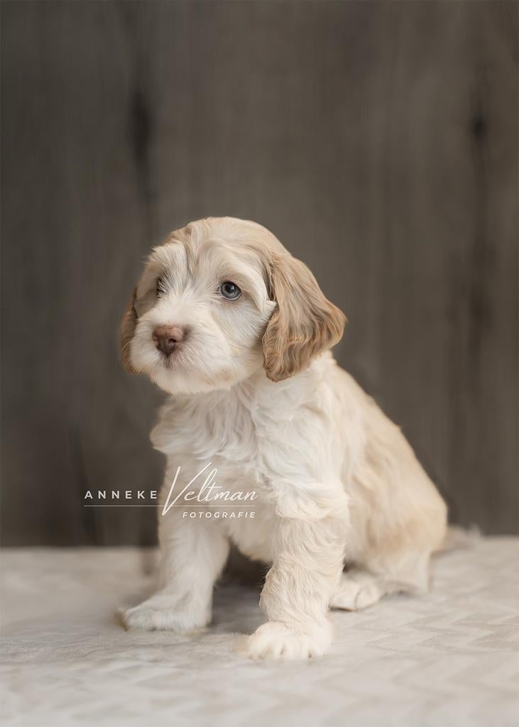 Cockapoo pups beschikbaar, Dieren en Toebehoren, Honden | Chihuahua's en Gezelschapshonden, Parvo, Overige rassen, 8 tot 15 weken