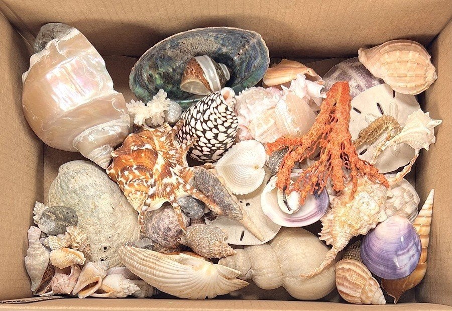 990. Verzameling schelpen en Florida's Fabulous Seashells, Ophalen of Verzenden, Schelp(en)