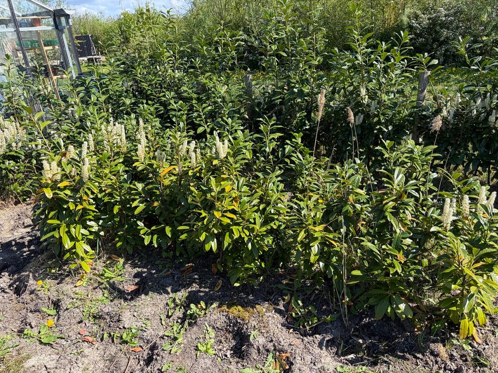 Laurierstruiken - Prachtige Groene Hekken, Tuin en Terras, Vaste plant, Halfschaduw, Lente, Ophalen