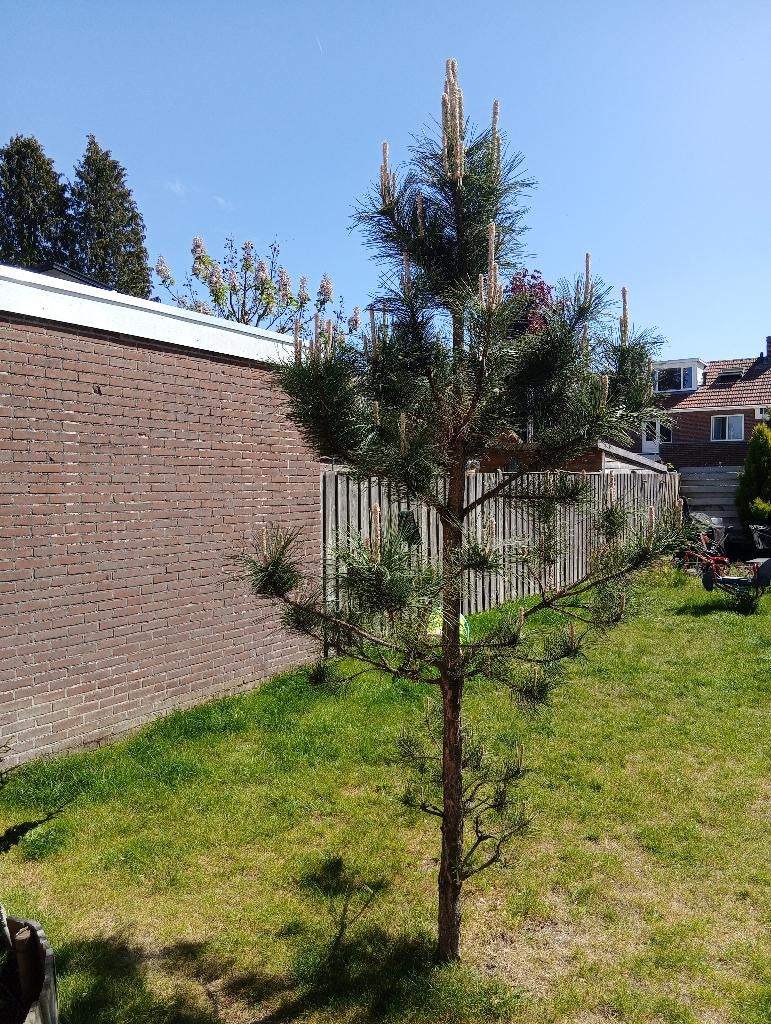Pinus nigra nigra (zwarte den), Tuin en Terras, Planten | Bomen, Bloeit niet, Overige soorten, 250 tot 400 cm, Ophalen