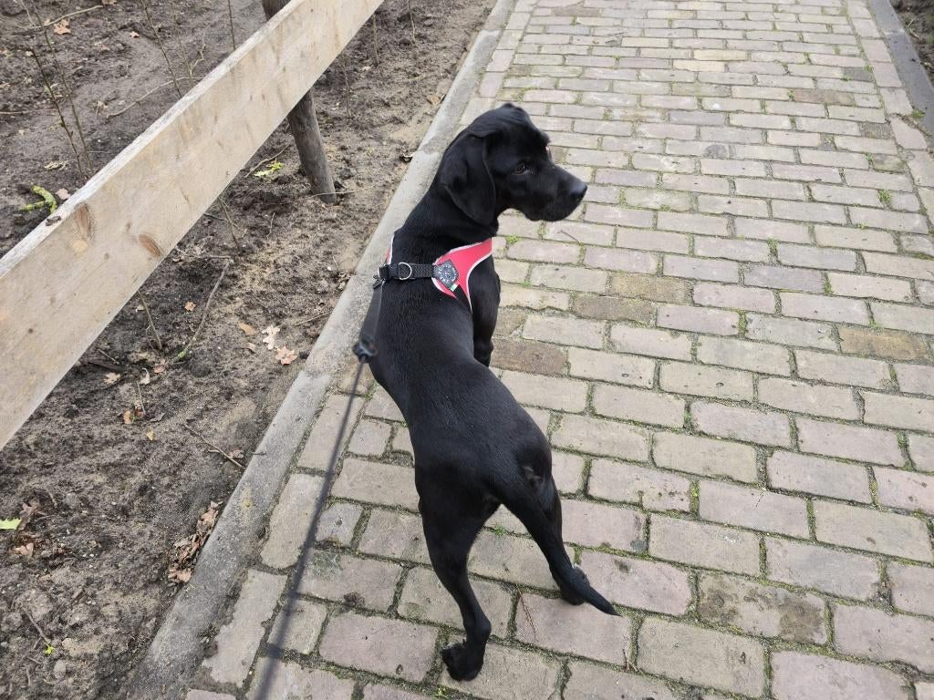 Dobermann hondjes, Dieren en Toebehoren, Honden | Niet-rashonden, 15 weken tot 1 jaar, Reu, Parvo, Meerdere