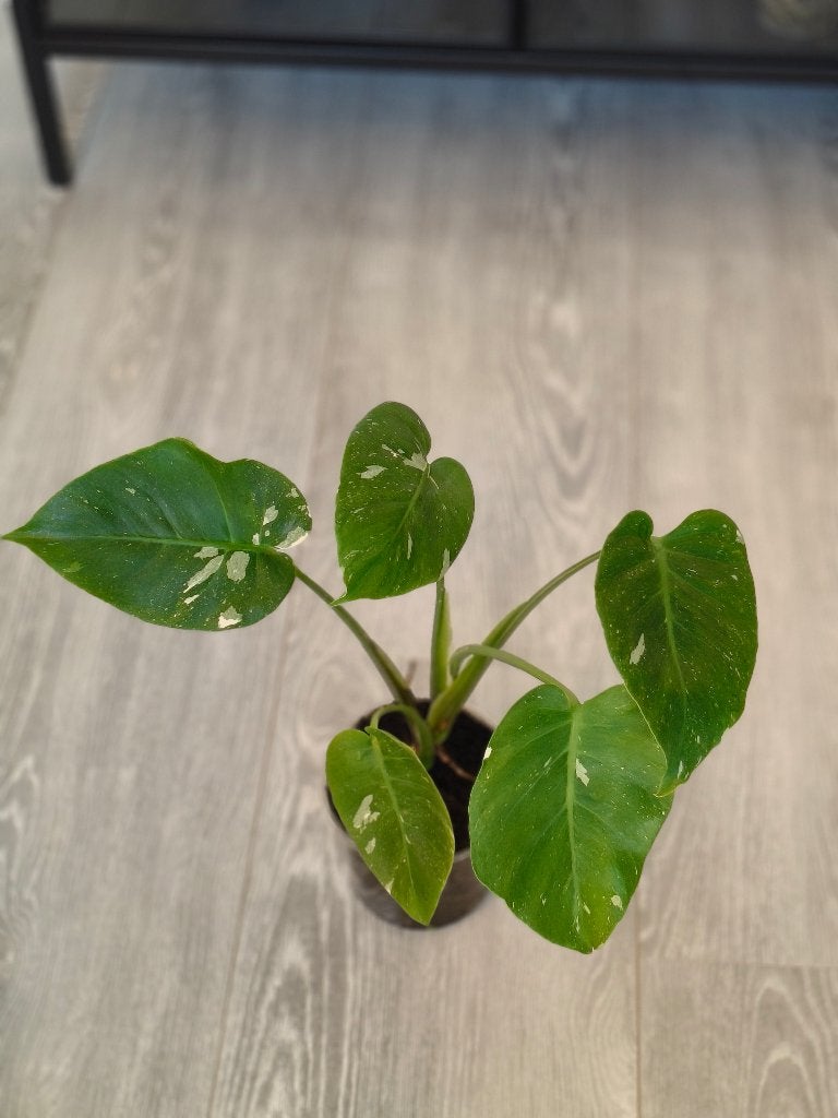 Monstera Thai Mutation, Ophalen of Verzenden, Halfschaduw, Minder dan 100 cm