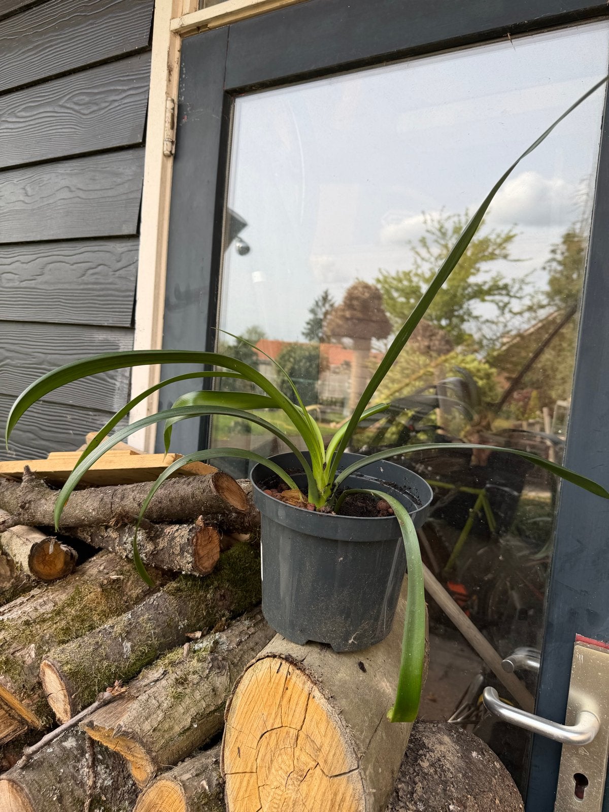 Clivia miniata stekken - Oranje Kafferlelie, Overige soorten, Vaste plant, Ophalen of Verzenden, Halfschaduw