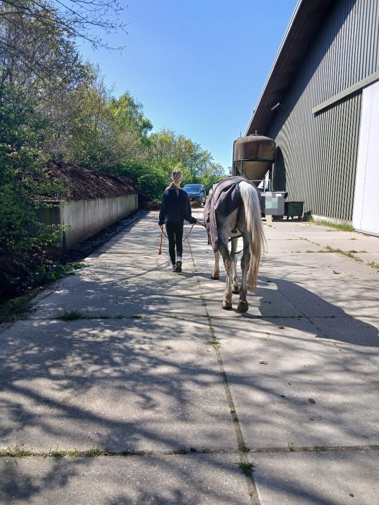 Verzorgpony gezocht | Harderwijk - Hierden, Ophalen of Verzenden, Nieuw, Recreatie