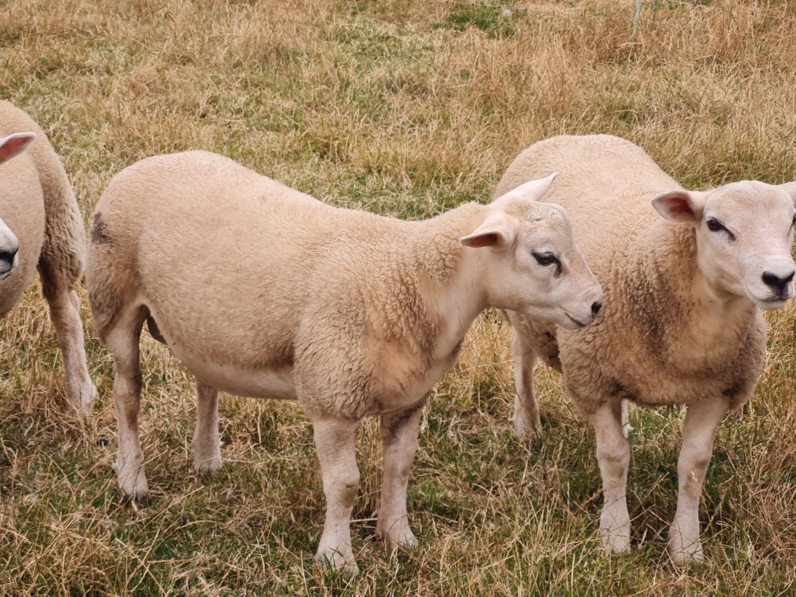 2 Engelse texelaar ram lammeren, Mannelijk, Schaap