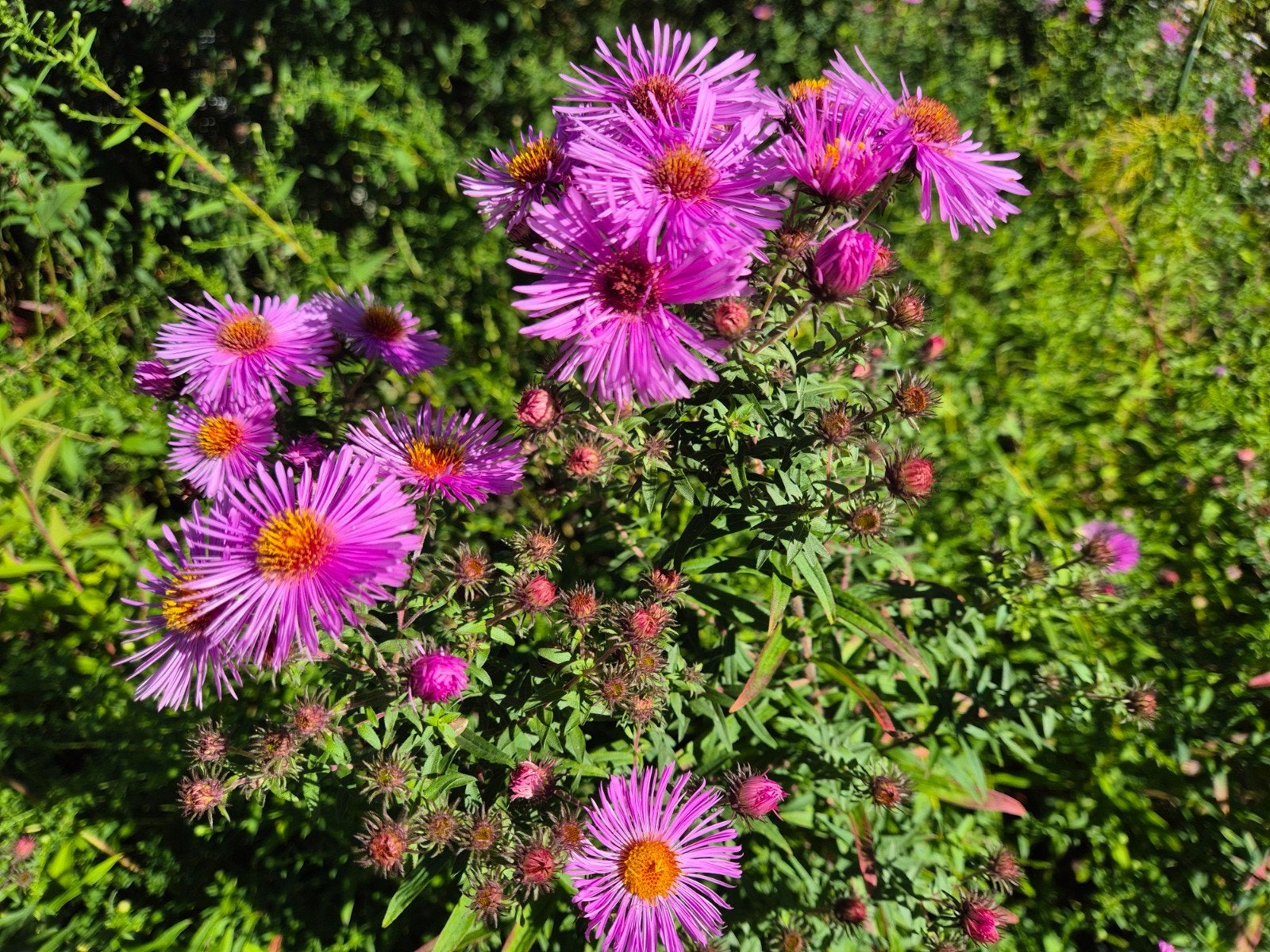 roze aster, hoogte ongeveer 1.40, Tuin en Terras, Ophalen, Overige soorten, Volle zon