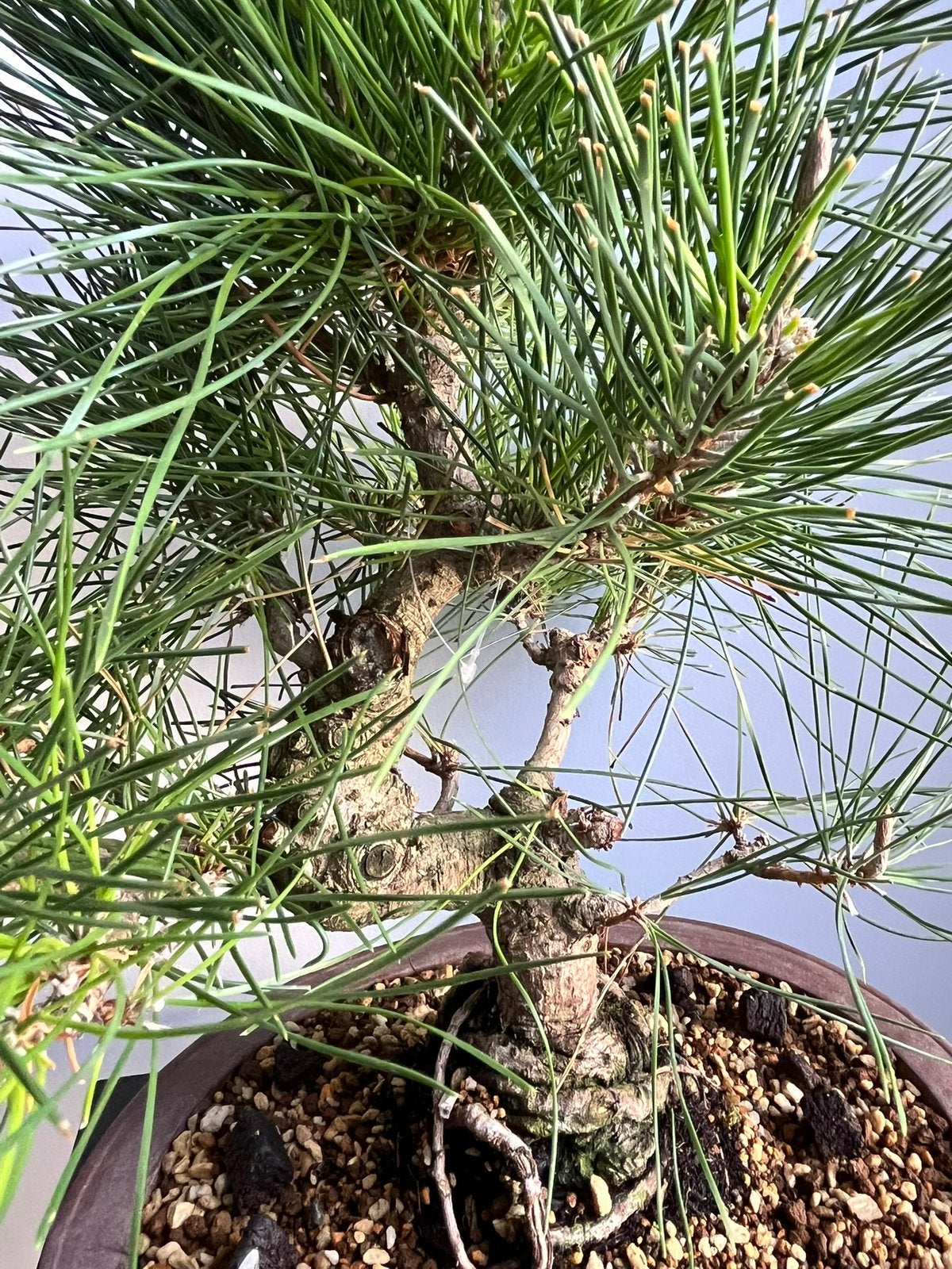 Japanse zwarte den Bonsai, Verzenden, Overige soorten, Volle zon