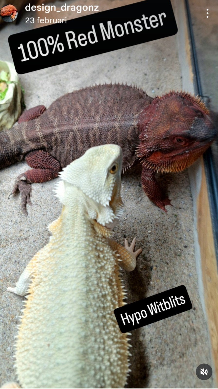 50% Red Monster Blue Tiger het. Hypo/Witblits Man Baardagaam Bearded Dragon photo 4