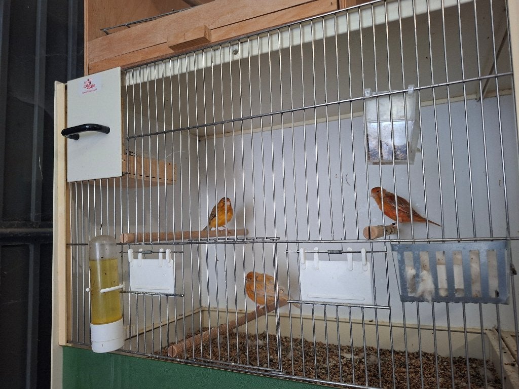 kanari, Dieren en Toebehoren, Meerdere dieren, Kleurkanarie