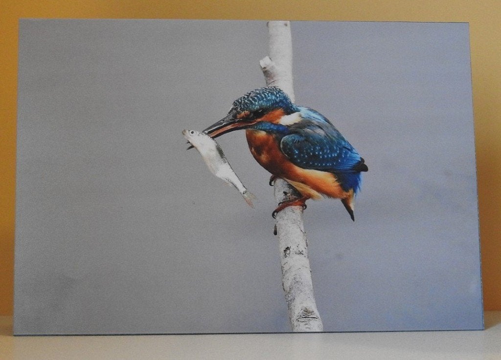 Kaart IJsvogel met Vis, Hobby en Vrije tijd, Verzenden, Nieuw, Dieren