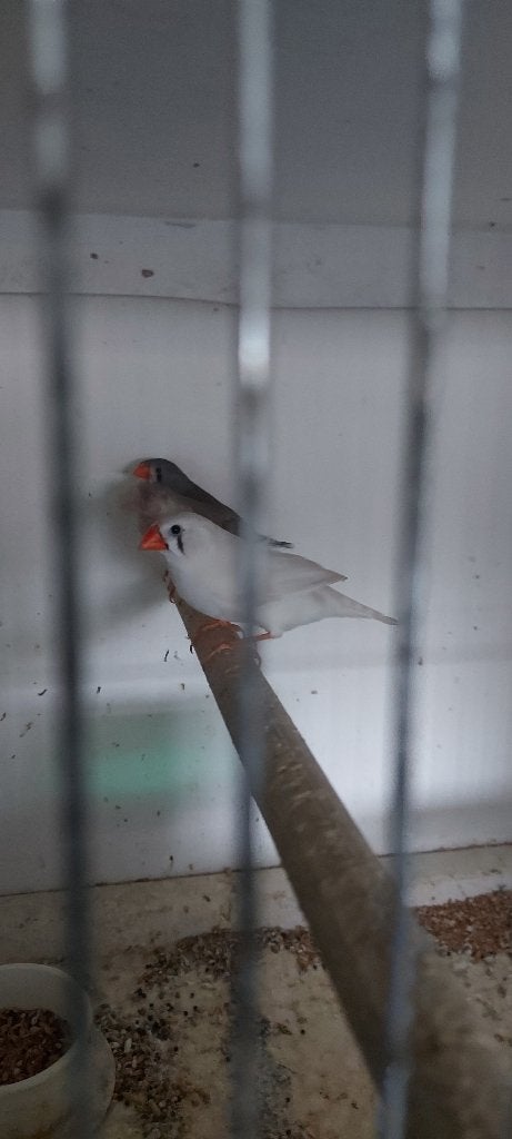 jong, Dieren en Toebehoren, Meerdere dieren, Tropenvogel