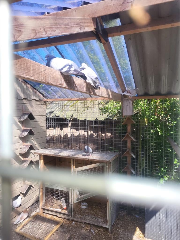 Duiven, Meerdere dieren, Overige soorten