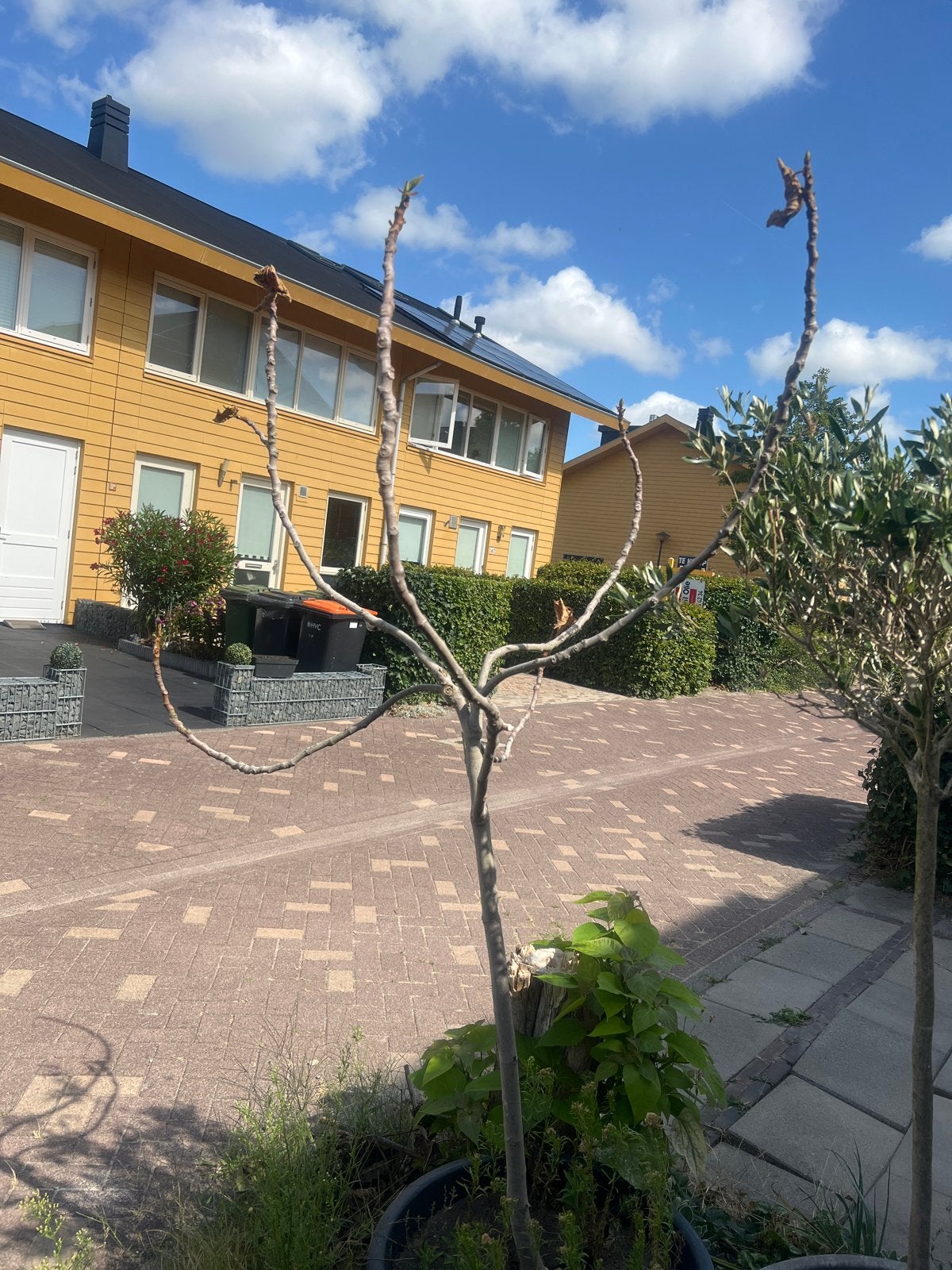 Gratis Vijgenboom voor Mediterrane Tuin, Tuin en Terras, Planten | Tuinplanten, Ophalen, Volle zon, Vaste plant, Zomer