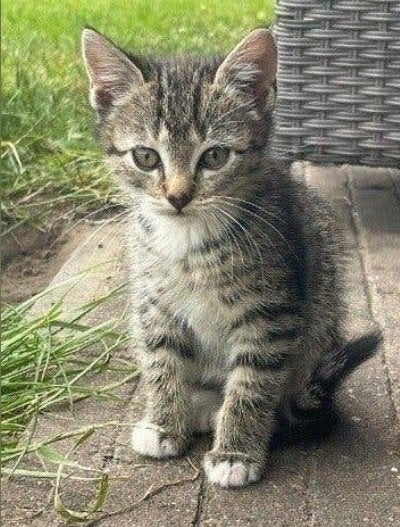 Tijger en driekleur lapjes kitten, Dieren en Toebehoren, Meerdere dieren