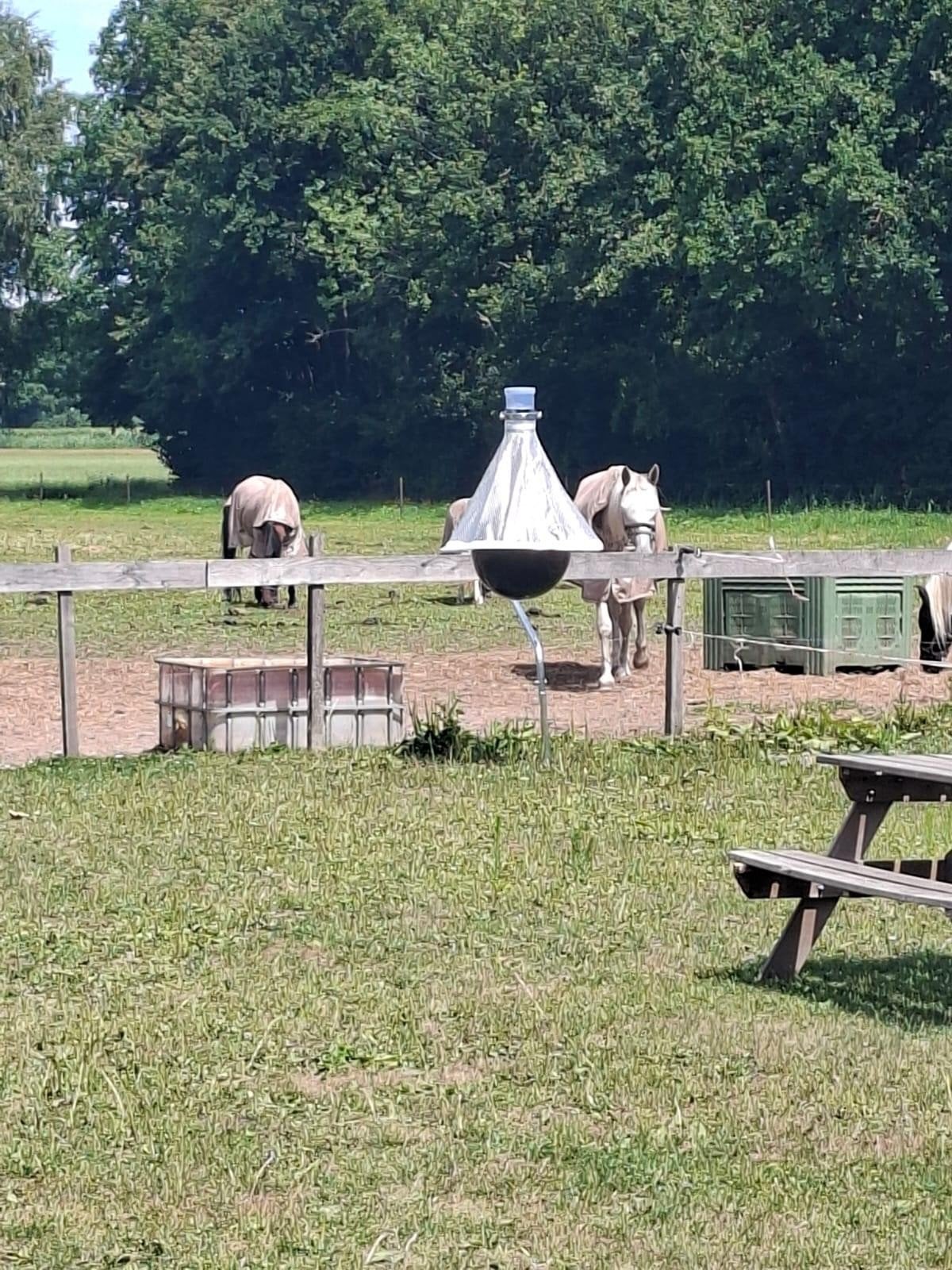 Dazen val, Dieren en Toebehoren, Ophalen of Verzenden