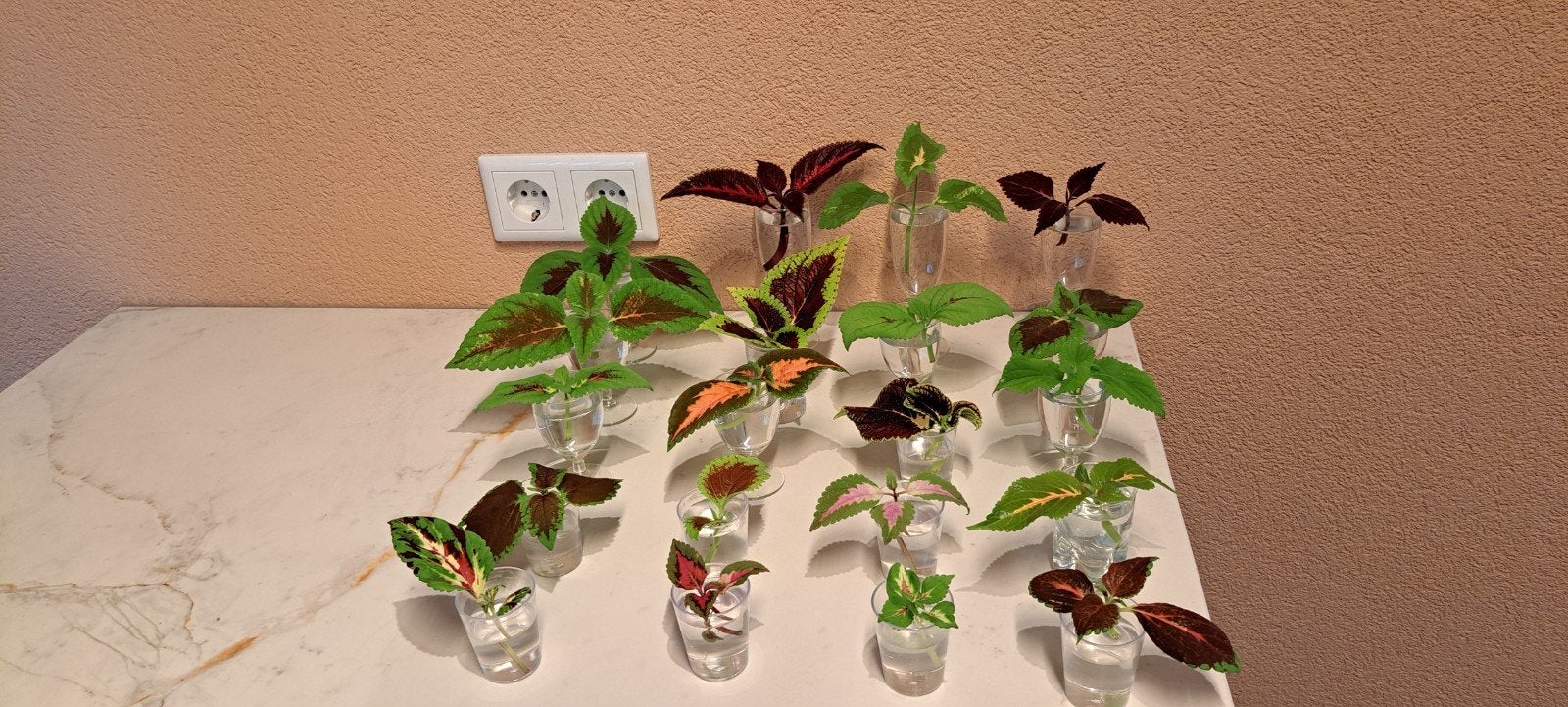 Stekjesbox:Sunshine's siernetels: 20 kleuren coleus stekjes., Ophalen, Halfschaduw, Minder dan 100 cm