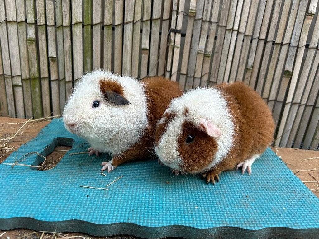 Rex roodbont, cavia beertjes, Dieren en Toebehoren, Cavia, Januari, Meerdere dieren, Tam