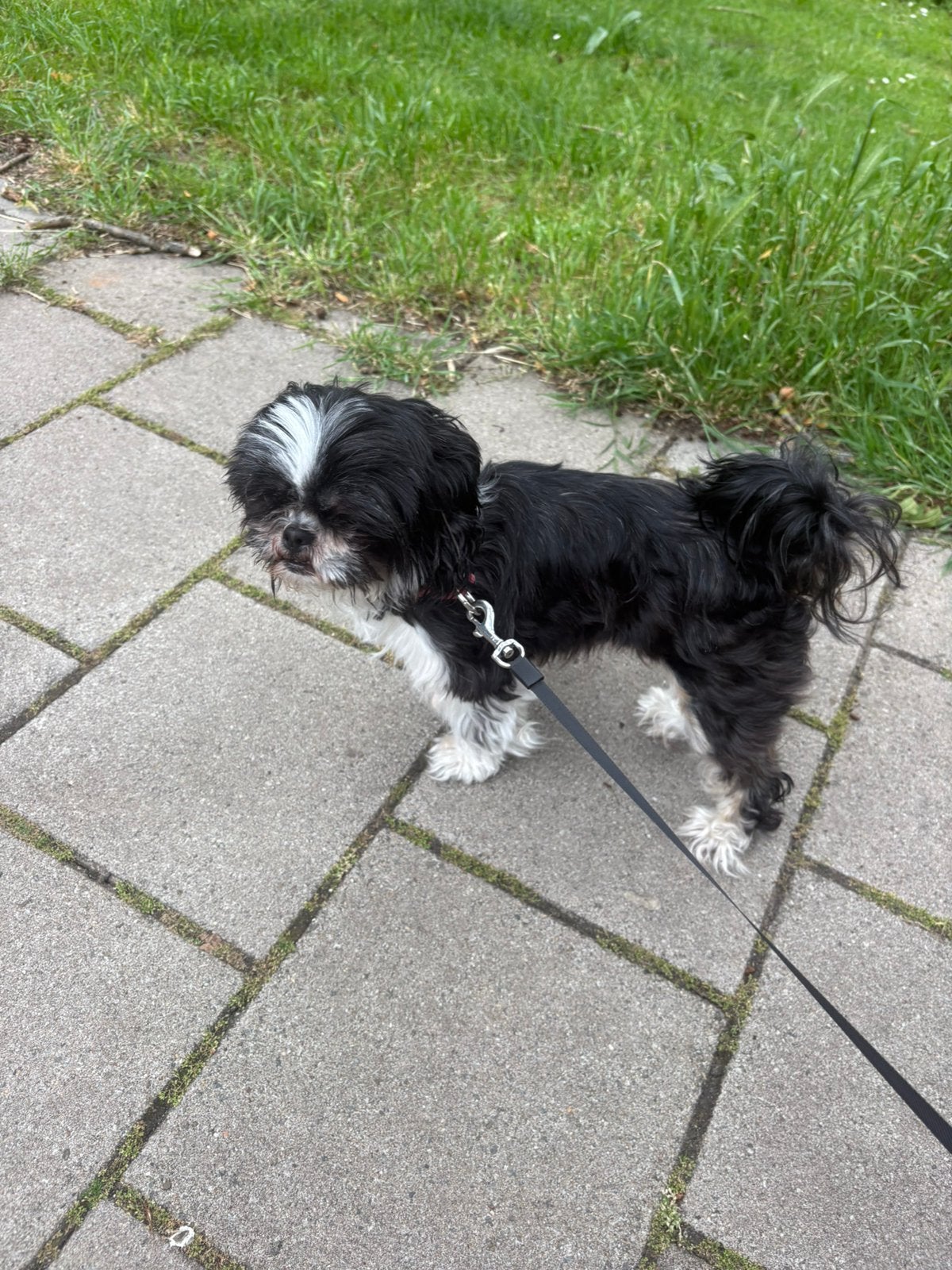 Mini shitzu, Dieren en Toebehoren, Overige rassen, CDV (hondenziekte), Teef, Eén hond