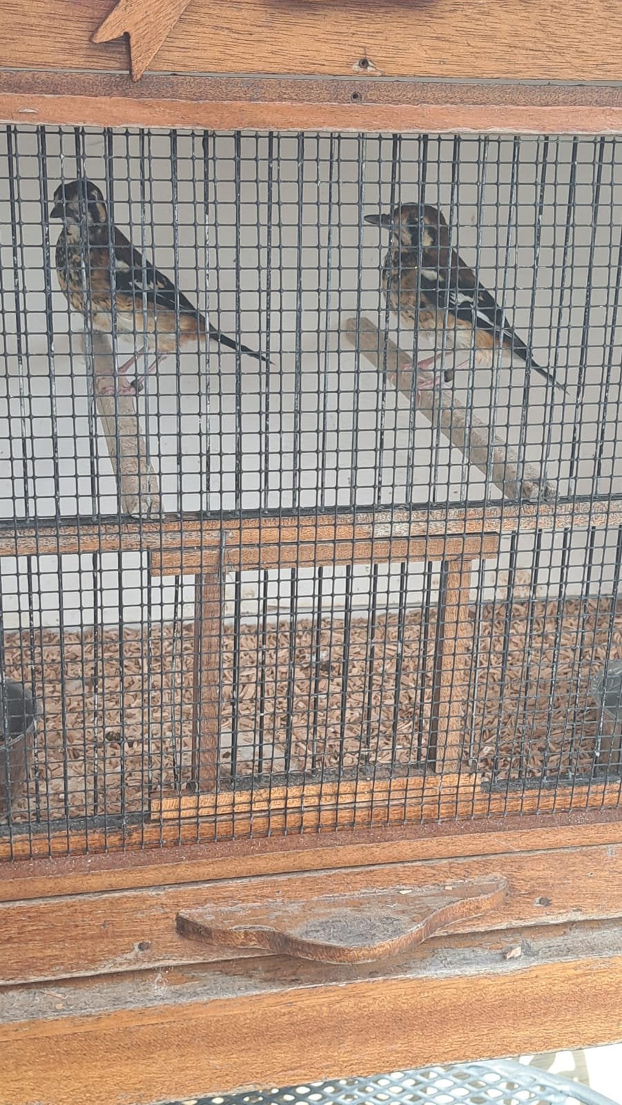 Te koop zeer mooie kastanjeruglijsters, Dieren en Toebehoren, Vogels | Overige Vogels, Vrouwelijk, Wildzangvogel, Geringd