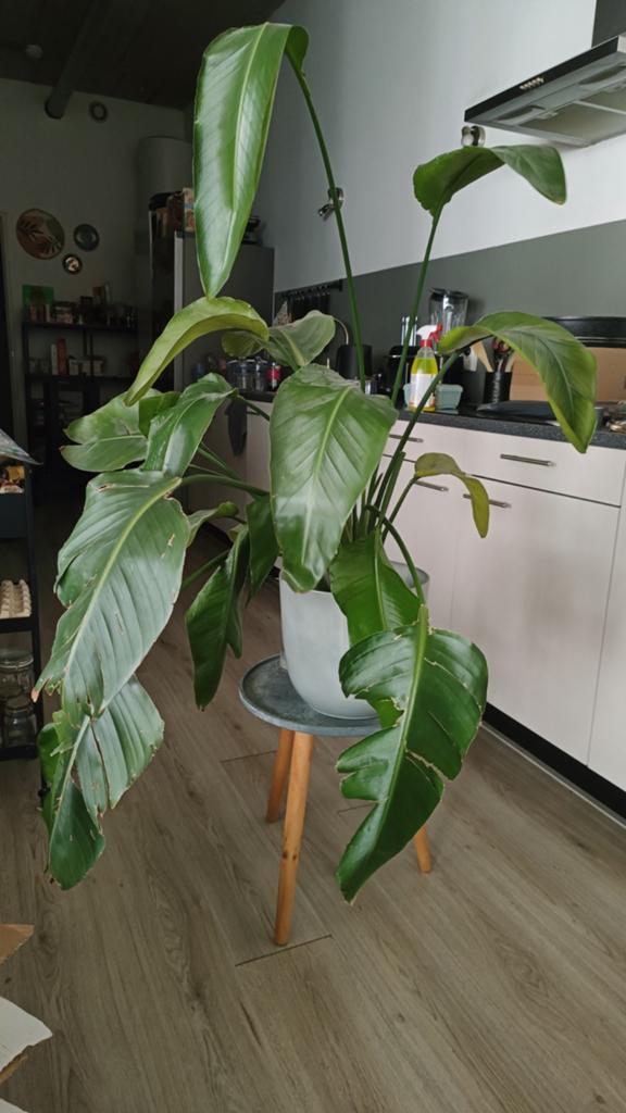 Grote kamerplant inclusief pot, Huis en Inrichting, Kamerplanten, Ophalen, Overige soorten, Halfschaduw, In pot