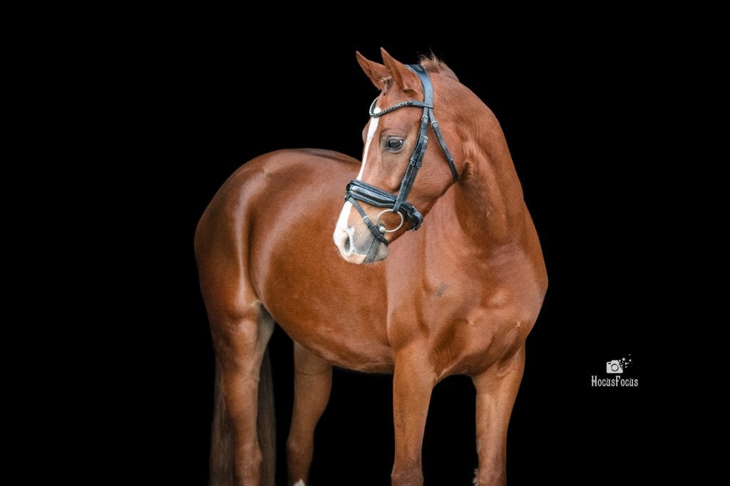 5 jarige sport-/ recreatie pony te koop. Top braaf, Met stamboom, Ruin, Dressuurpony, 3 tot 6 jaar