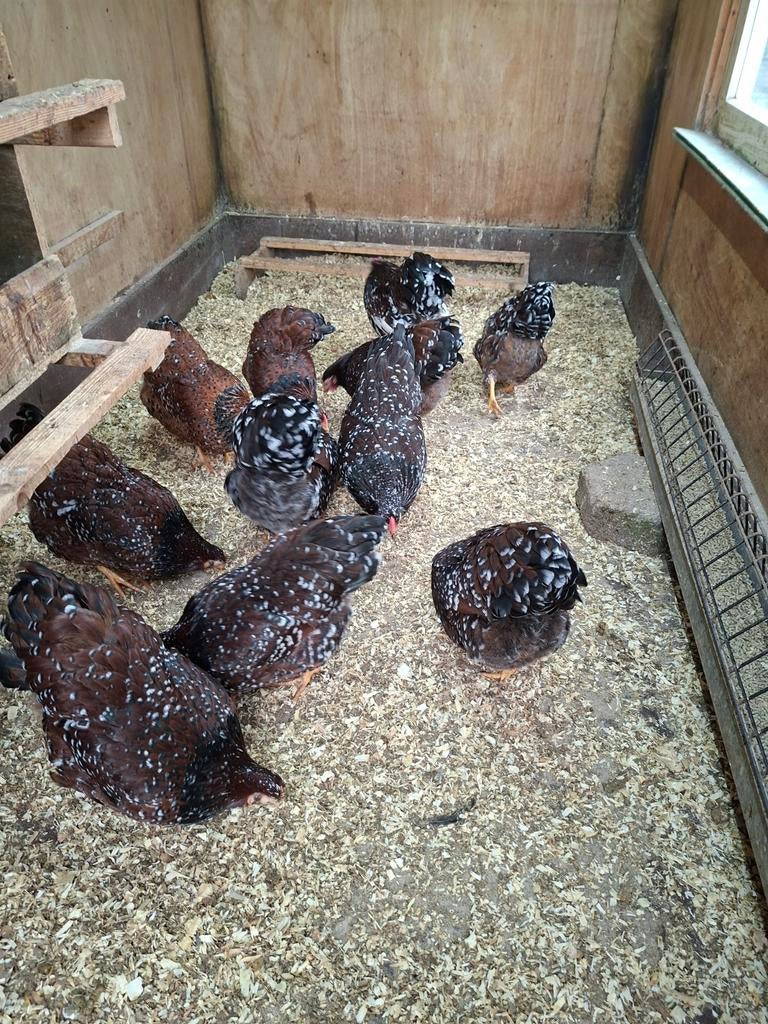 Wiandotte rood gepareld, Dieren en Toebehoren, Pluimvee, Meerdere dieren, Kip