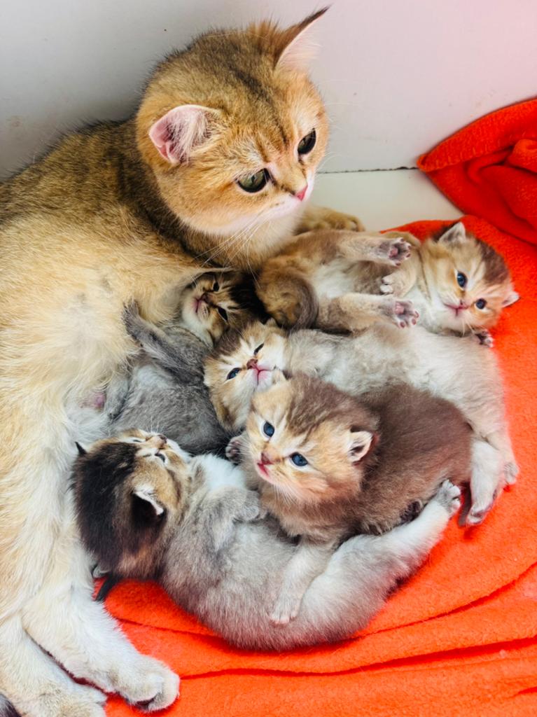 Te koop raszuivere golden shaded britse korthaar kittens, Meerdere dieren, Gechipt, 0 tot 2 jaar