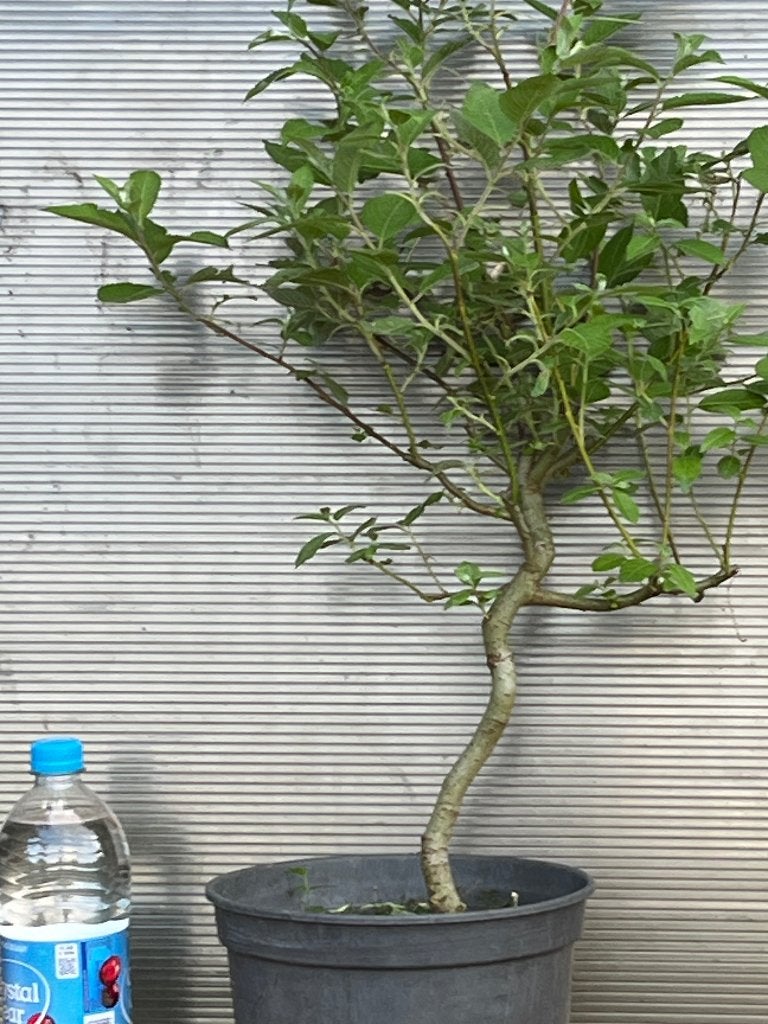 Bonsai starter Boswilg, Bloeit niet, Halfschaduw, Overige soorten, Minder dan 100 cm