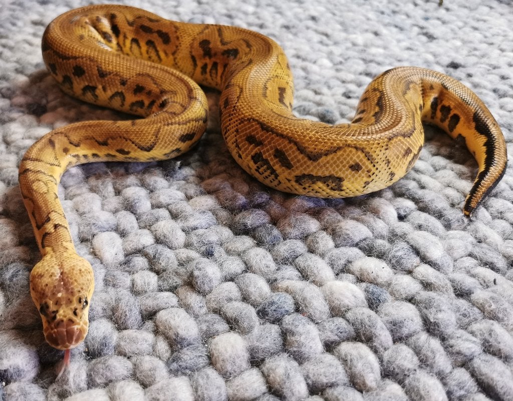 1.0 Clown Pastel Koningspython Ball Python - male for sale from Philipse