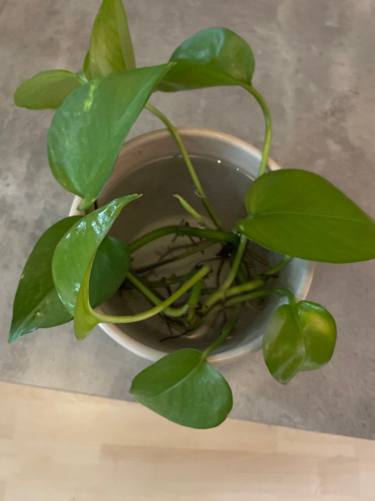 Stekjes hangende waterplant - Scindapsus Aureum, Vaste plant, Bloeit niet, Halfschaduw, Ophalen