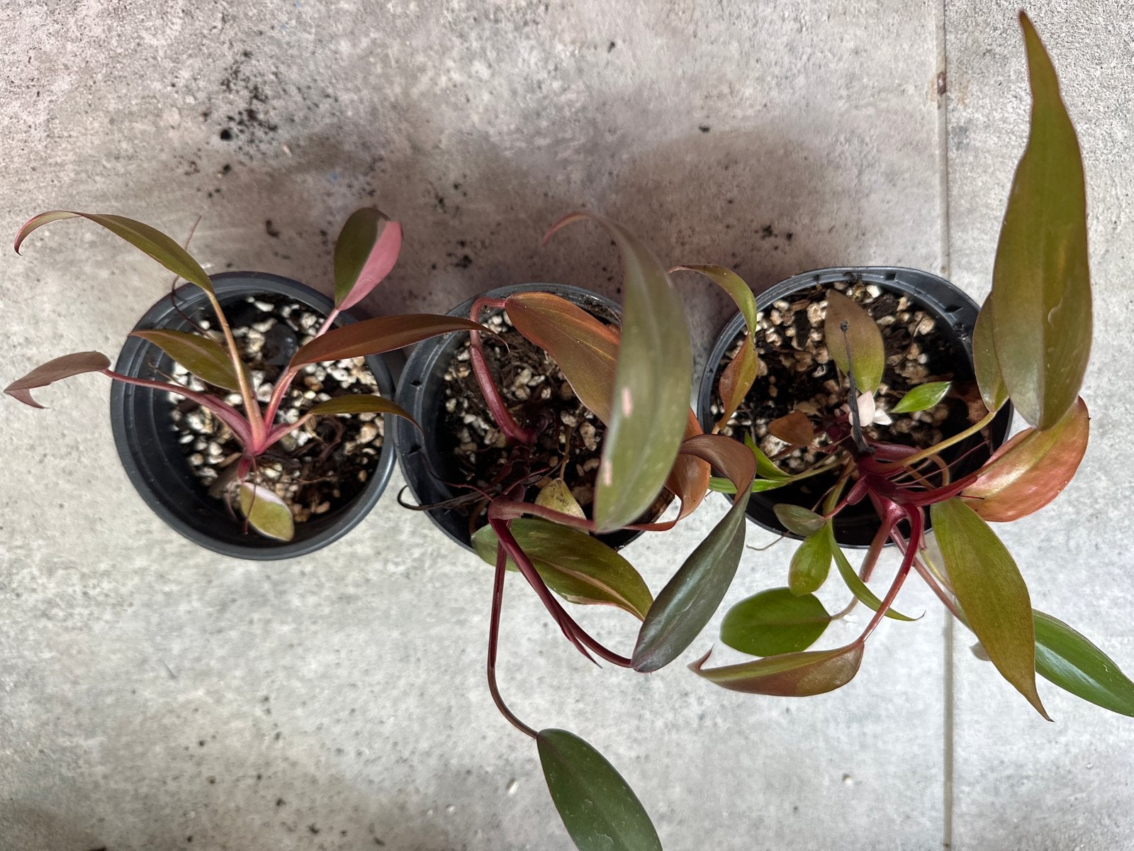 Philodendron Pink Princess - nog  1 beschikbaar!!!, Ophalen of Verzenden, In pot, Halfschaduw, Minder dan 100 cm